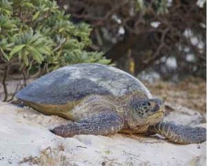 turtle on white sand on hero island